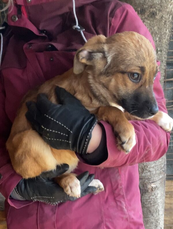 LEVI (SUE) - reserviert Tierhilfe Lebenswert DR (10.03.) - vermittelt – Bild 2
