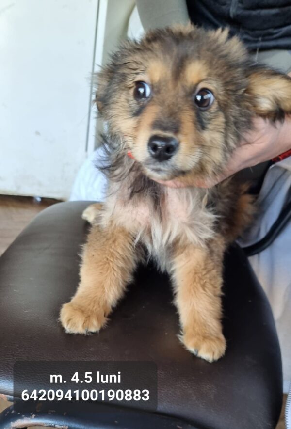 MEEKO - reserviert Tierhilfe Lebenswert DR (24.03.) - vermittelt – Bild 2