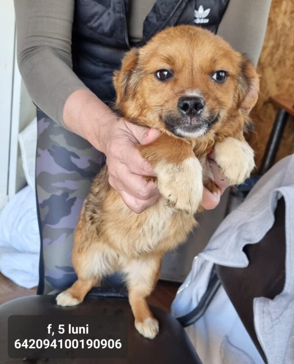 KNUFFEL - auf Pflegestelle in PLZ 5 vermittelt – Bild 2