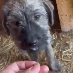 PAULA - reserviert Tierhilfe Lebenswert DR (08.04.) - vermittelt