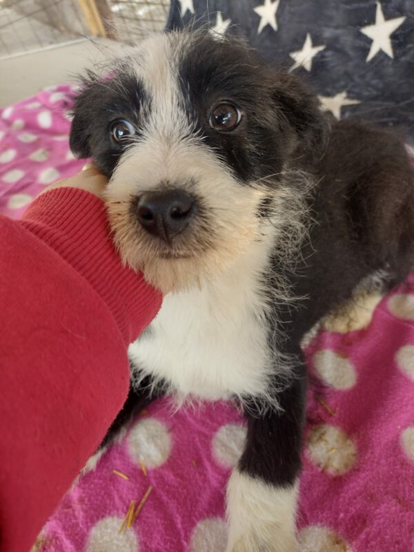 GULLIVER - reserviert Betty - vermittelt – Bild 3