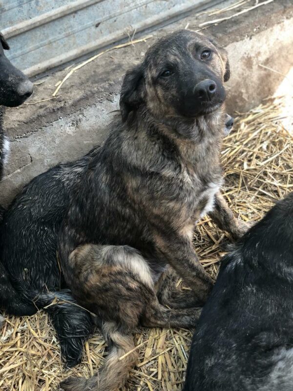 DENNIS - reserviert Betty - vermittelt – Bild 7