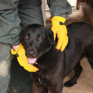 BINBY - reserviert Hundescheune Fläming 08.09 vermittelt