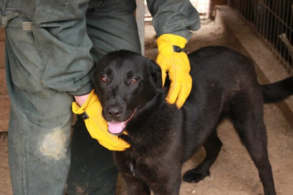 BINBY - reserviert Hundescheune Fläming 08.09 vermittelt