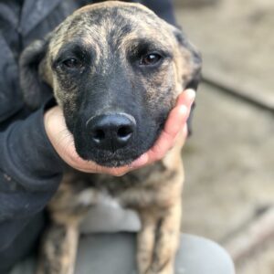 DENNIS - reserviert Betty - vermittelt