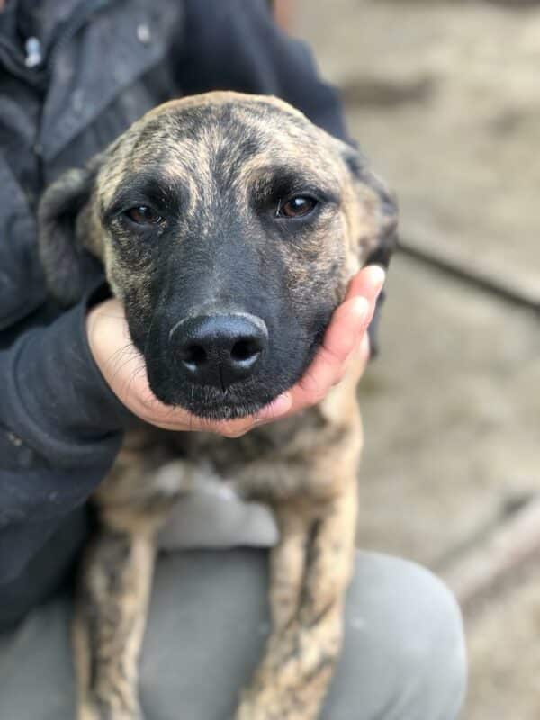 DENNIS - reserviert Betty - vermittelt