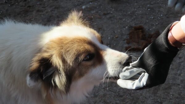 DIOWIN - reserviert Tierhilfe Lebenswert DR 05.03. - vermittelt – Bild 3