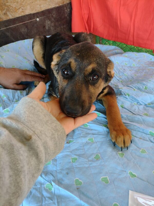 ECKI - reserviert Hundescheune Fläming vermittelt – Bild 2