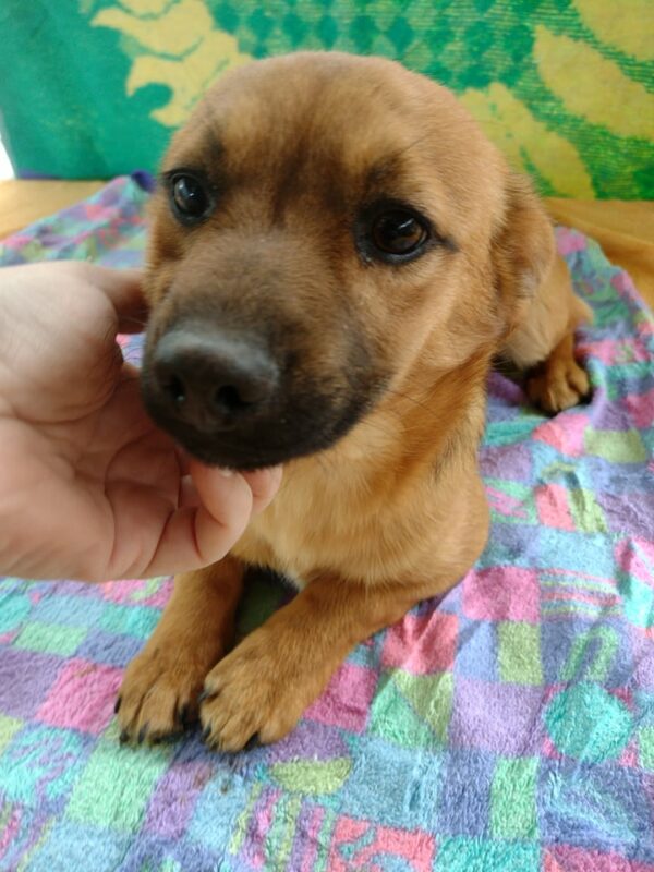 LUMI - reserviert Hundescheune Fläming vermittelt – Bild 2