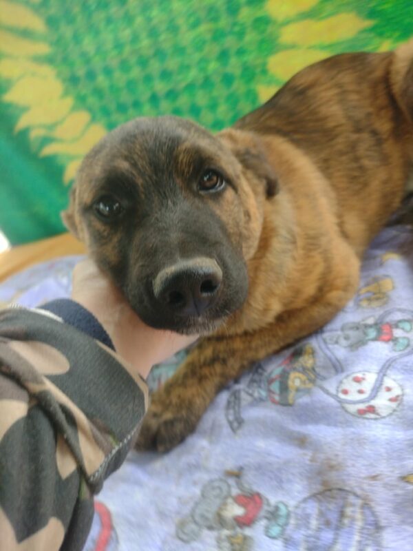 DENNIS - reserviert Betty - vermittelt – Bild 9