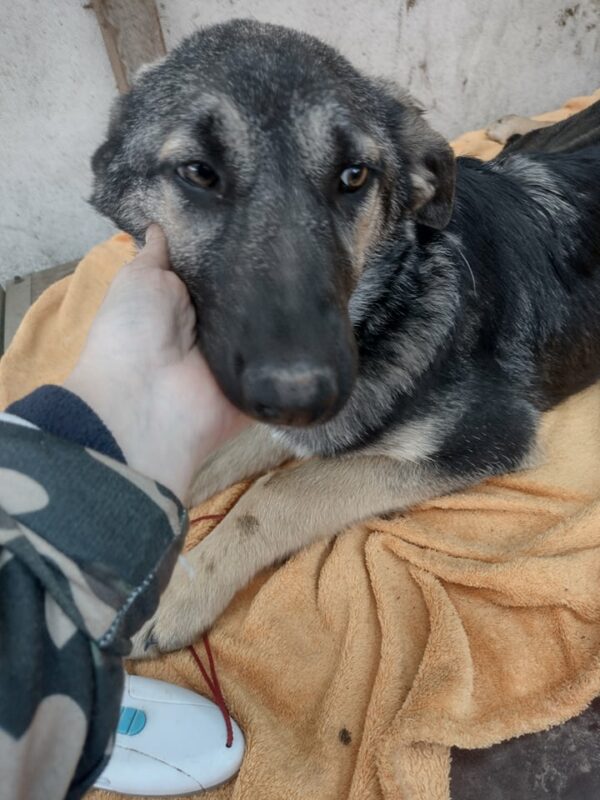 SUMMER - reserviert Hundescheune Fläming vermittelt – Bild 2