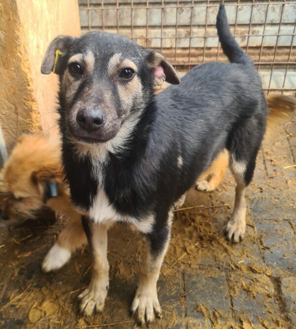 LENNY (♂) – Bild 4