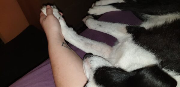 Monty - Gnadenplatzhund seit dem 02.02.2022 – Bild 6