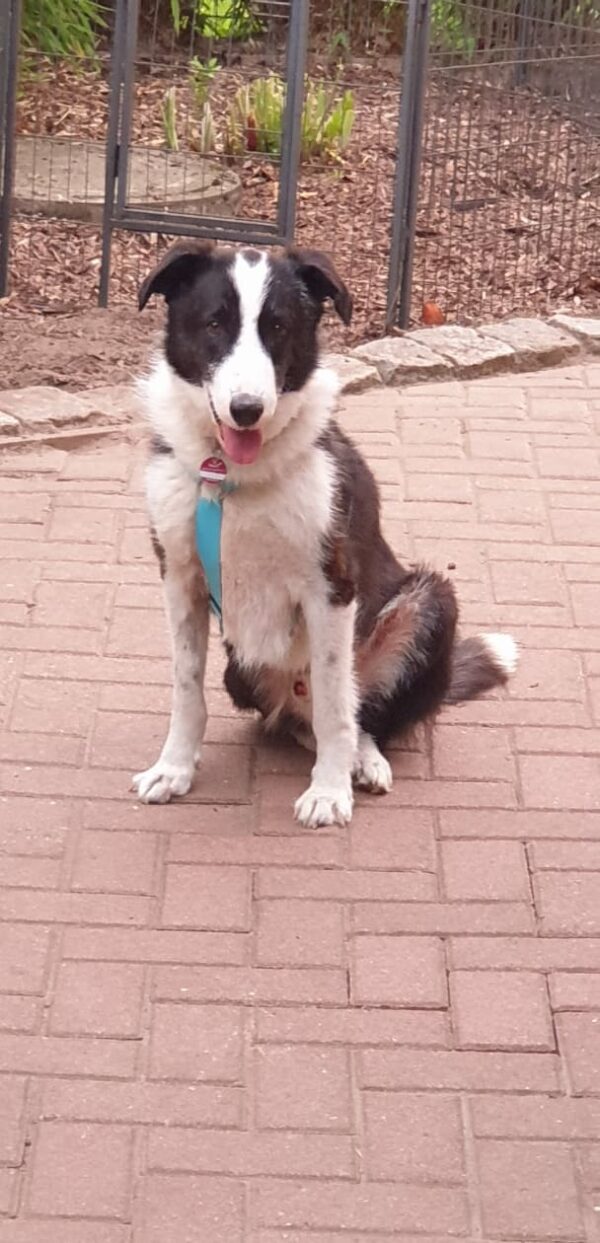 Monty - Gnadenplatzhund seit dem 02.02.2022 – Bild 4