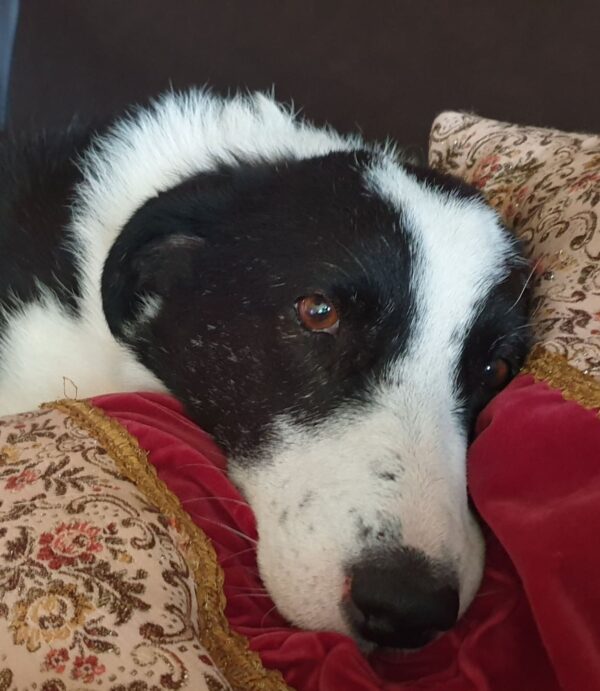 Monty - Gnadenplatzhund seit dem 02.02.2022 – Bild 5