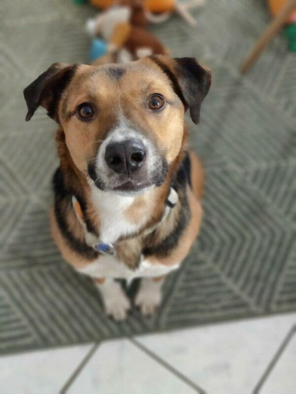 Valko in 58675 Hemer – Bild 3