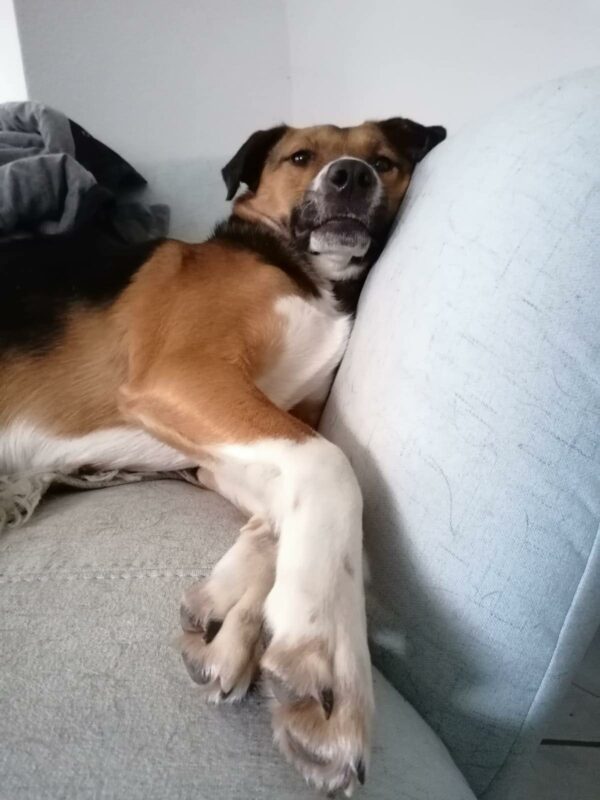 Valko in 58675 Hemer – Bild 2