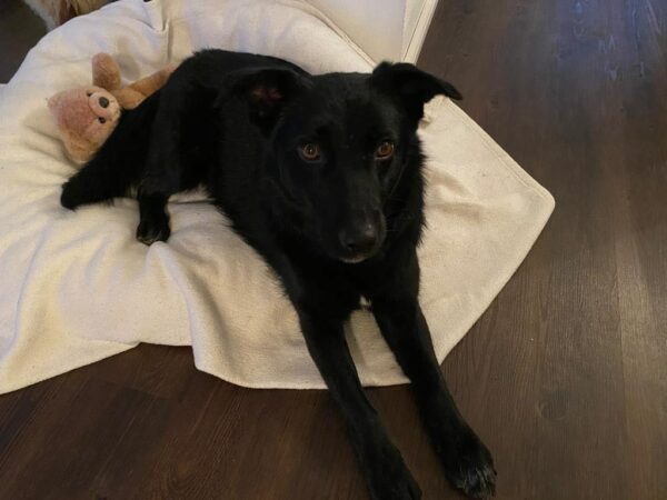 Shenzi in 73230 Kirchheim unter Teck – Bild 4