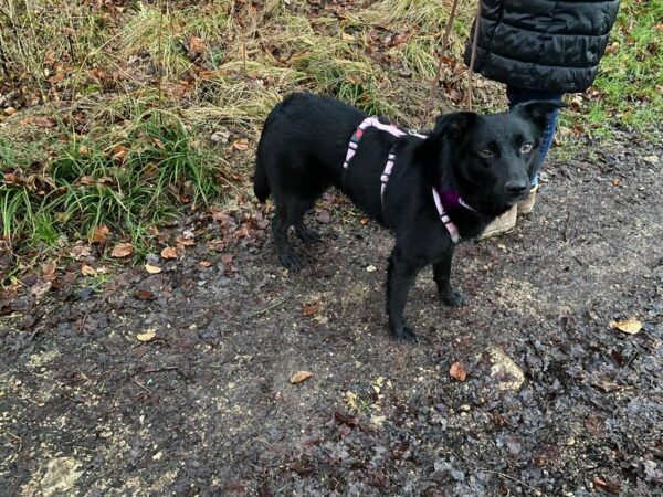 Shenzi in 73230 Kirchheim unter Teck – Bild 3