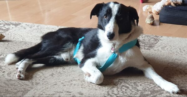 Monty - Gnadenplatzhund seit dem 02.02.2022 – Bild 8