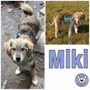 Miki in 79664 Wehr