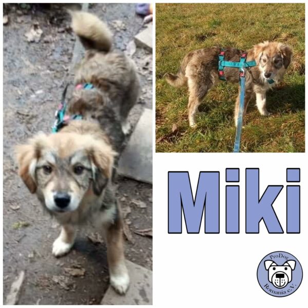 Miki in 79664 Wehr