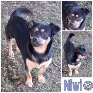 Niwi *vermittelt*