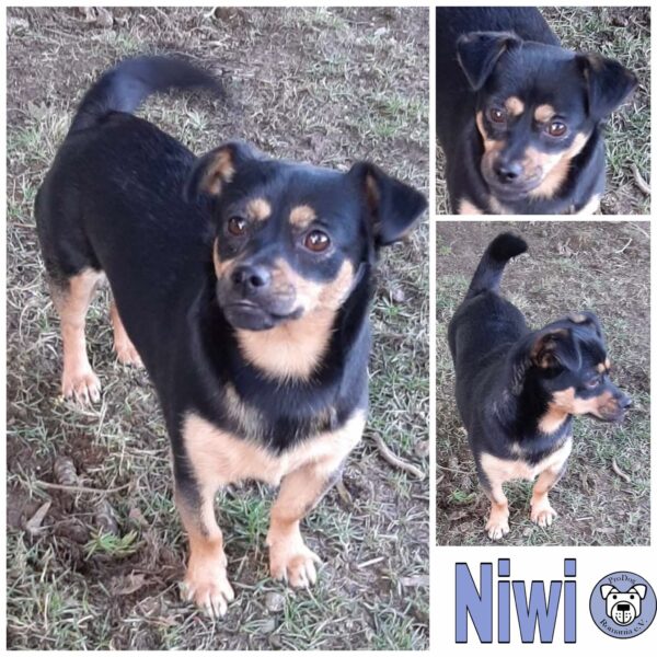 Niwi *vermittelt*