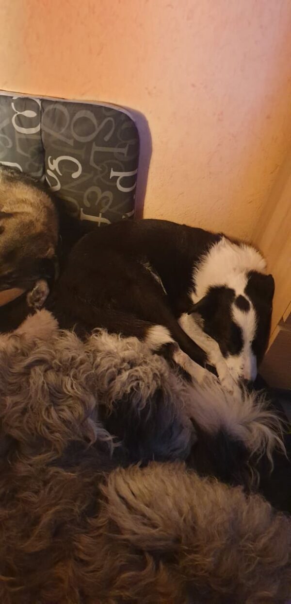 Monty - Gnadenplatzhund seit dem 02.02.2022 – Bild 7