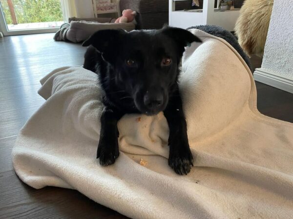 Shenzi in 73230 Kirchheim unter Teck – Bild 5