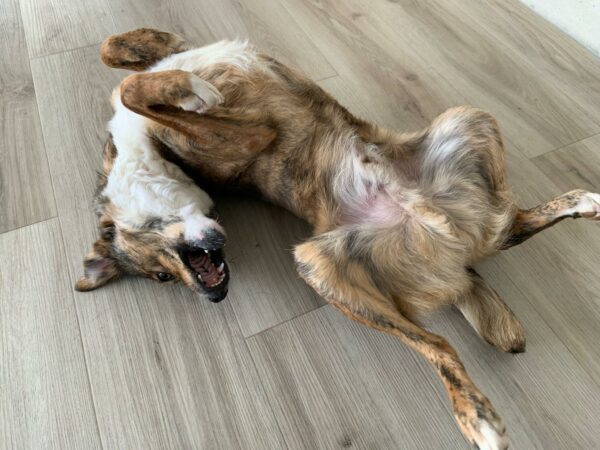 Luciano in 72227 Egenhausen *vermittelt* – Bild 6