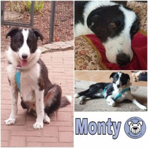 Monty - Gnadenplatzhund seit dem 02.02.2022