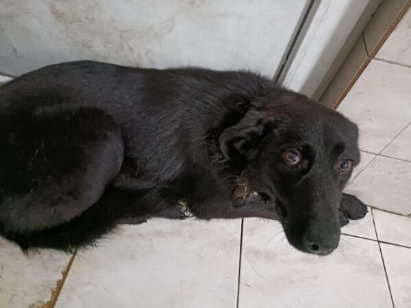 ALESSIA - reserviert Hundescheune Fläming vermittelt – Bild 2
