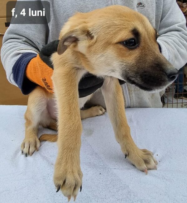 NYIMA - reserviert Second Chance Dogs vermittelt – Bild 2