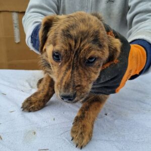 EBONY - reserviert Hundescheune Fläming vermittelt