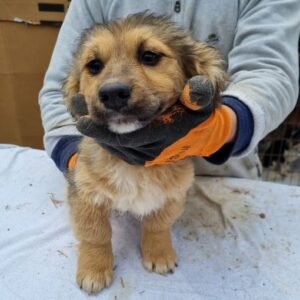 BROWNIE - reserviert Hundescheune vermittelt