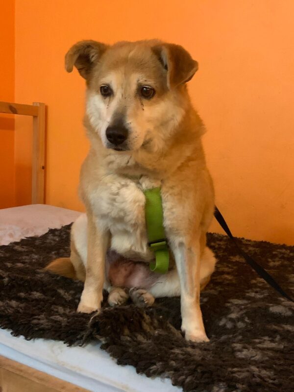 NOKI - Gnadenplatzhund seit dem 16.02.2022 - RBB 01.08.23 – Bild 2