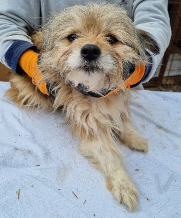 SUNDAY - reserviert Tierhilfe Lebenswert DR (13.02.) - vermittelt – Bild 4