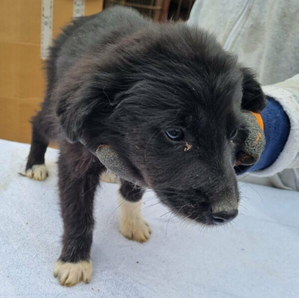 DORO - reserviert Tierhilfe Lebenswert DR (06.03.) - vermittelt – Bild 5