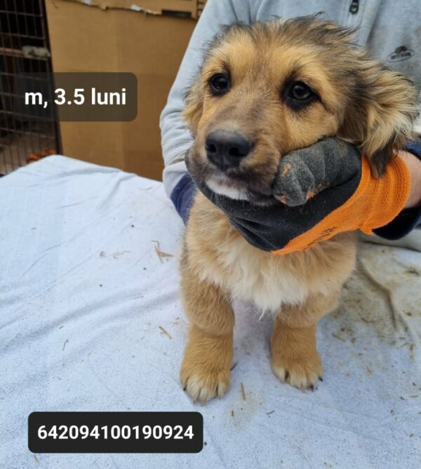 BROWNIE - reserviert Hundescheune vermittelt – Bild 2