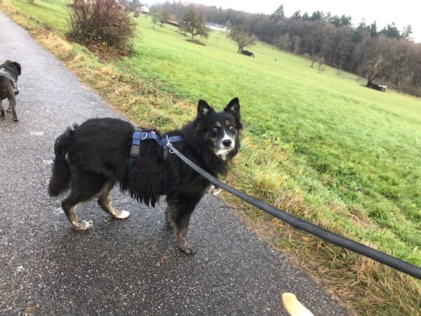 Nimouee in 76337 Waldbronn *vermittelt* – Bild 10
