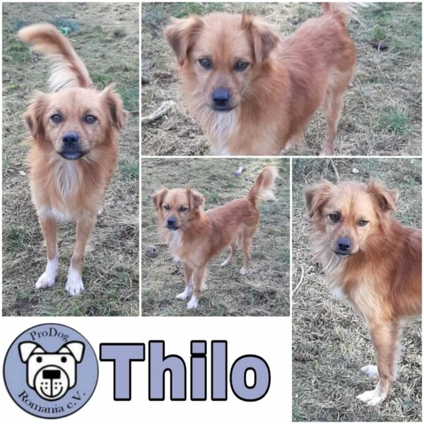 Thilo *vermittelt*