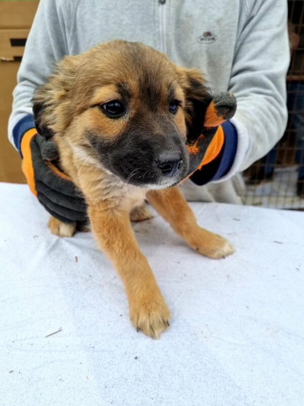 SMILEY - reserviert Tierhilfe Lebenswert DR (08.04.) - vermittelt – Bild 3