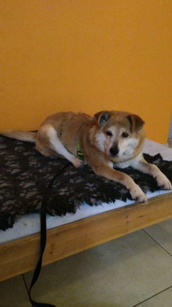 NOKI - Gnadenplatzhund seit dem 16.02.2022 - RBB 01.08.23 – Bild 3
