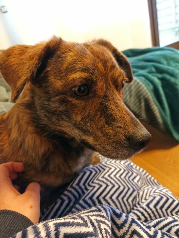 Aony in 66740 Saarlouis *vermittelt* – Bild 3