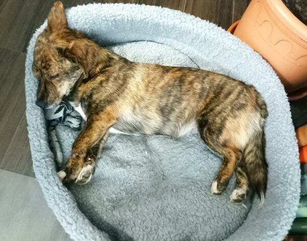 Aony in 66740 Saarlouis *vermittelt* – Bild 5