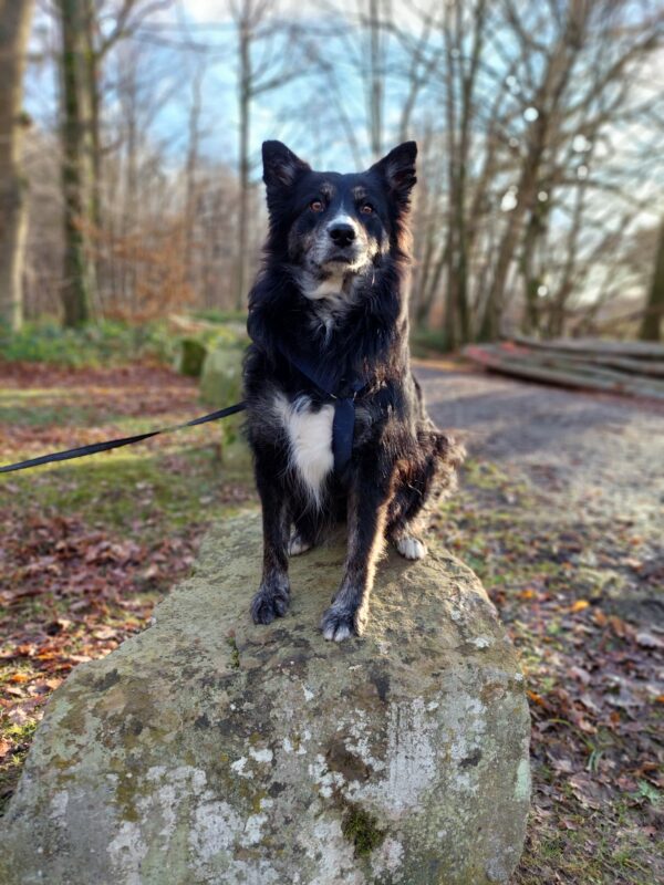 Nimouee in 76337 Waldbronn *vermittelt* – Bild 3