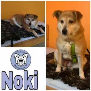NOKI - Gnadenplatzhund seit dem 16.02.2022 - RBB 01.08.23