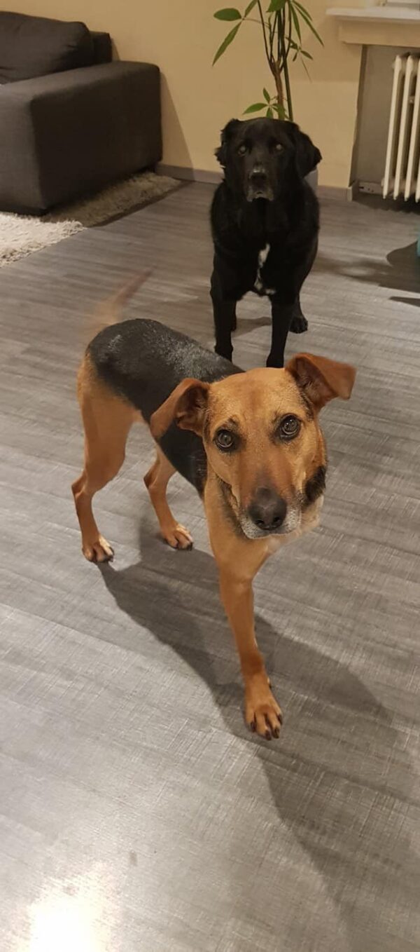 LIRONI- Gnadenplatzhund seit dem 16.02.2022 – Bild 3