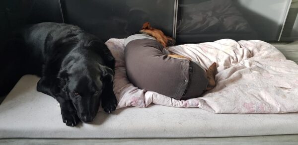 LIRONI- Gnadenplatzhund seit dem 16.02.2022 – Bild 2
